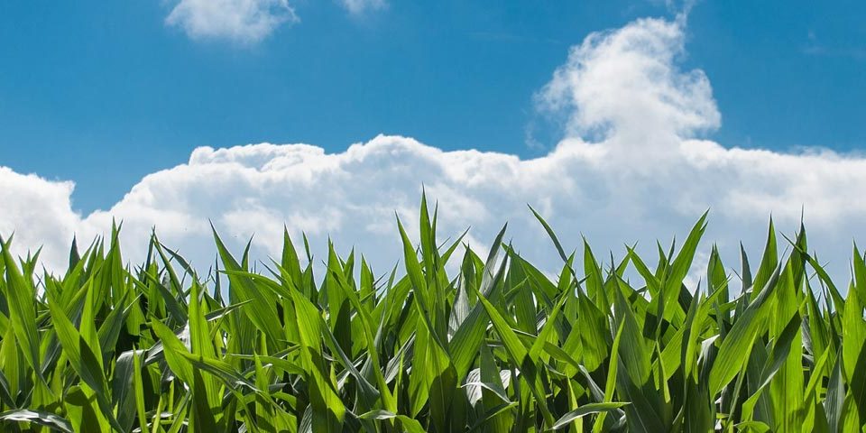 Nachhaltige Landwirtschaft