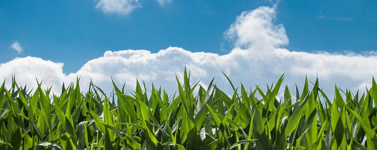 Nachhaltige Landwirtschaft