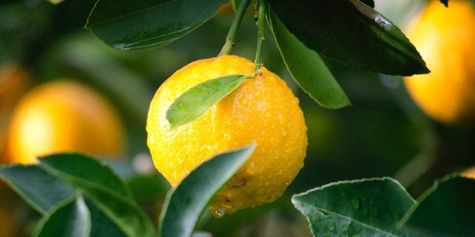 Agricultura ecológica