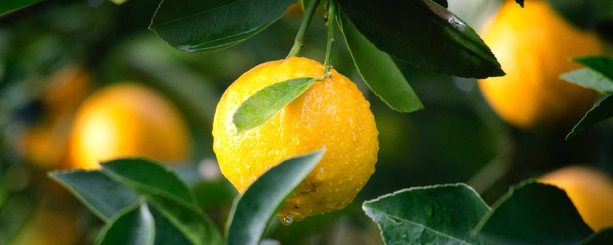 Agricultura ecológica