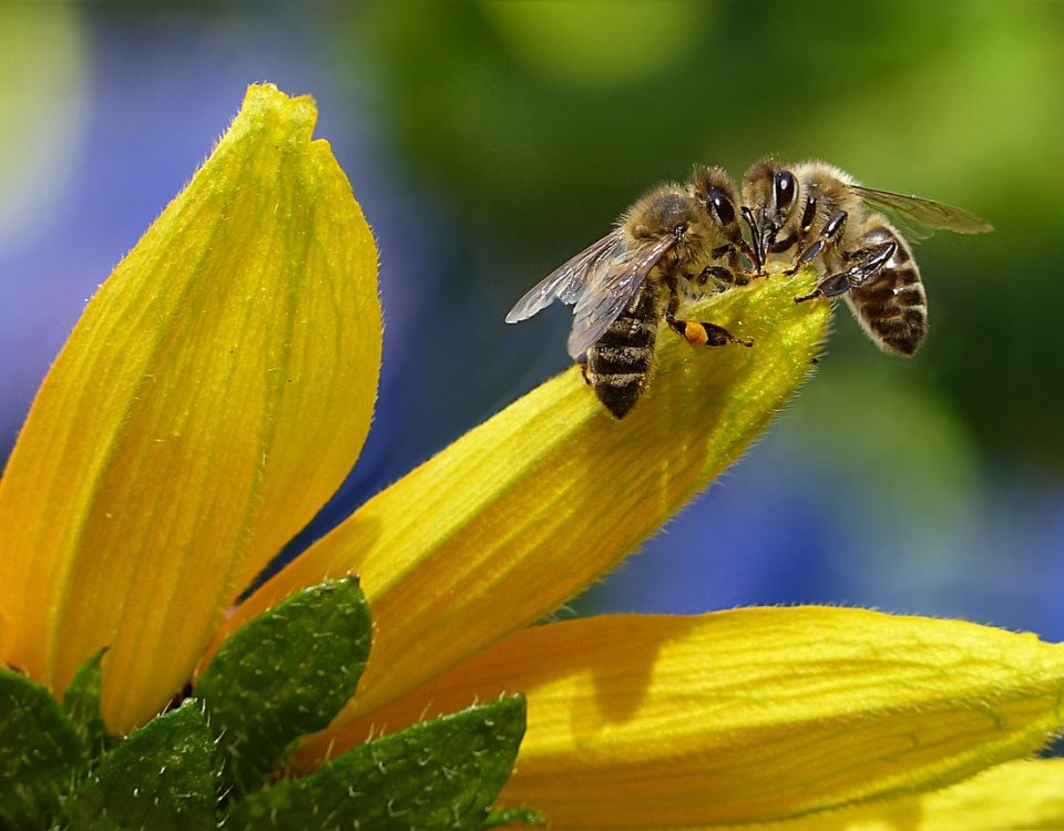 perché la scomparsa delle api è importante per l'agricoltura
