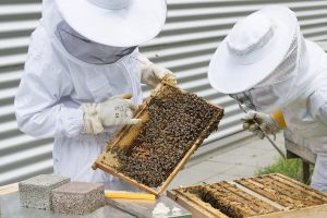 nuove colture agricole: apicoltura