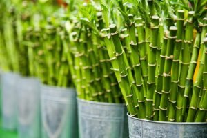 nuove colture agricole: bambù