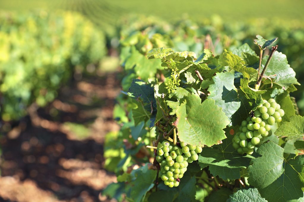 Viñedo creciendo